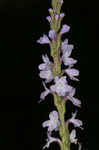 Narrowleaf vervain